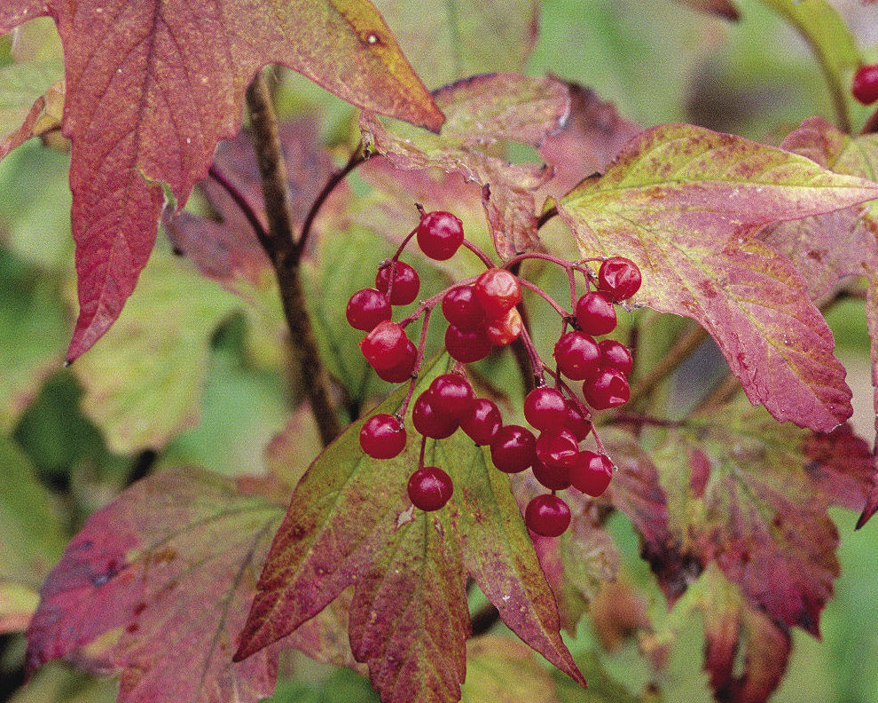 American cranberry bush