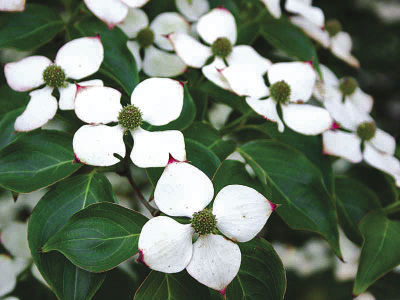 Chinese Dogwood