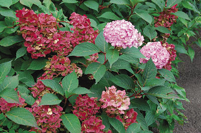 ‘Preziosa’ Mountain Hydrangea