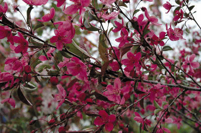 ‘Prairiefire’ Flowering Crabapple