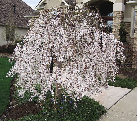 Snow Fountains® Weeping Cherry