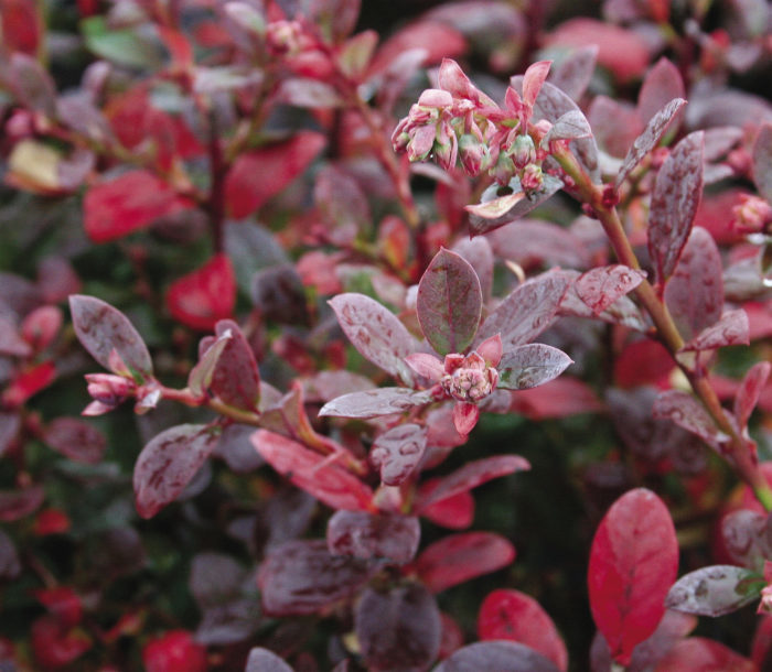 Bountiful Blue® Blueberry