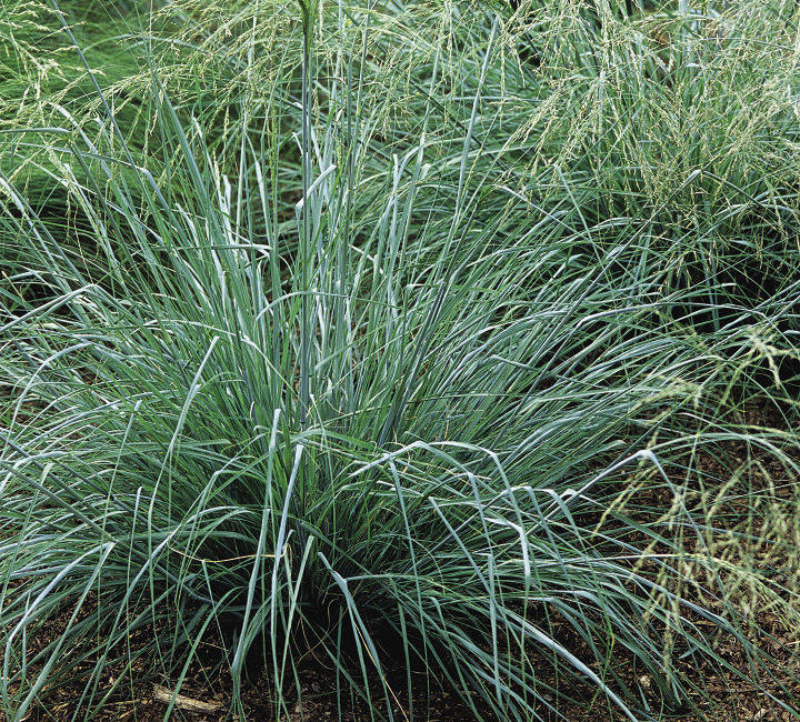 ‘Wind Dancer’ Blue Lovegrass