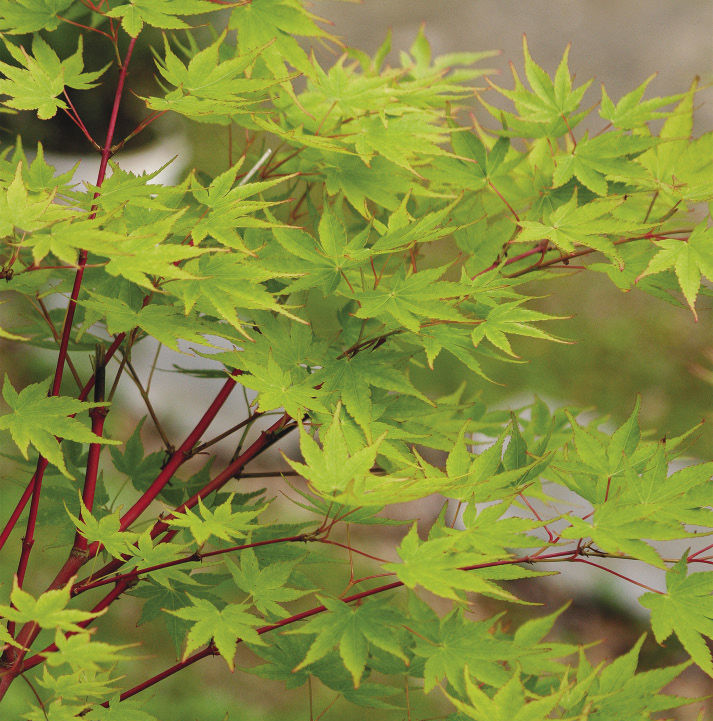 Coralbark Japanese Maple