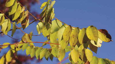 Kentucky Coffee Tree