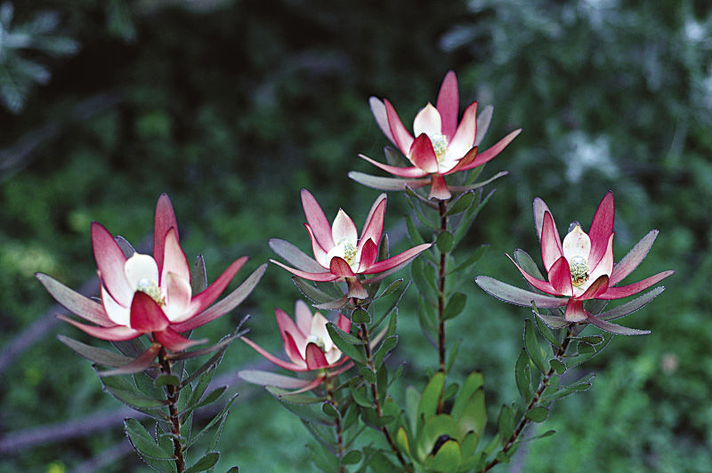 ‘Safari Sunset’ Leucadendron