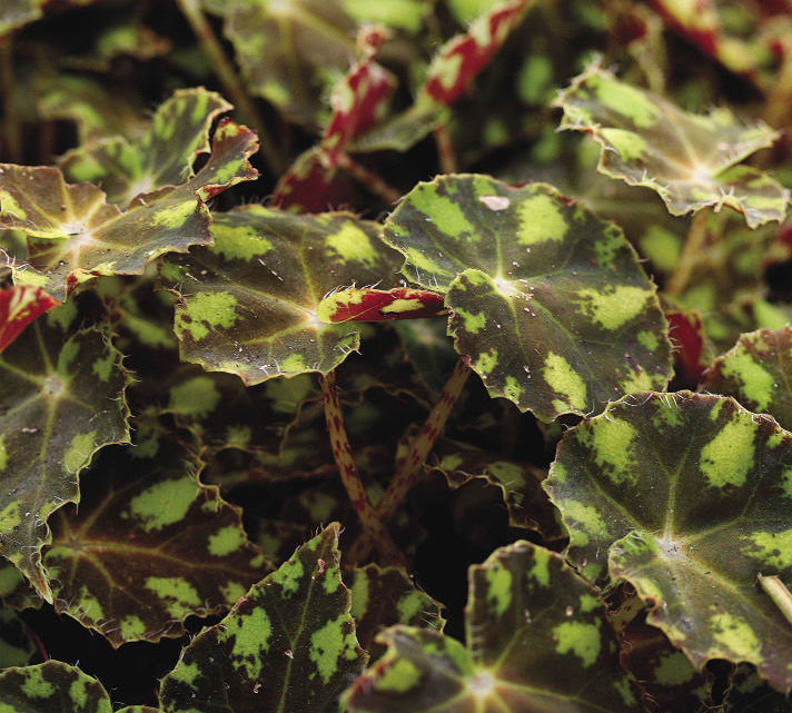 ‘Leprechaun’ Begonia