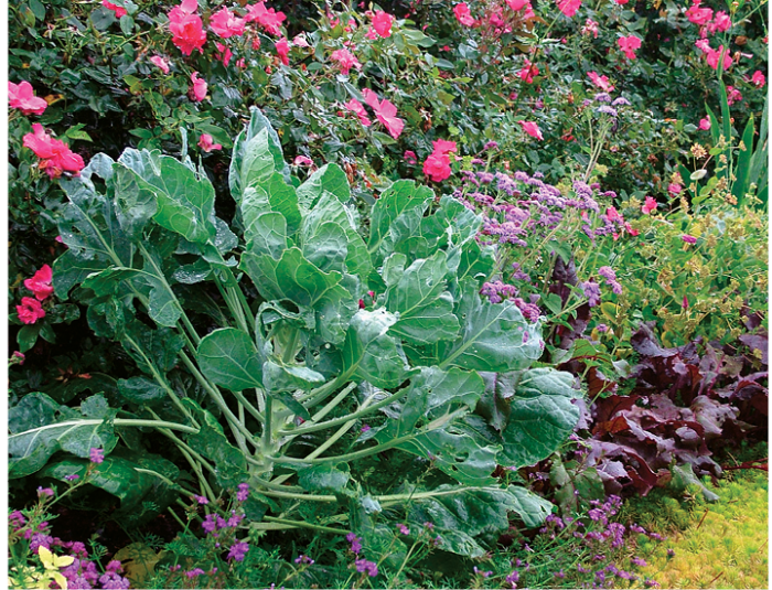  Brussels sprouts makes an ornamental impact as well as any bold-leaved tropical