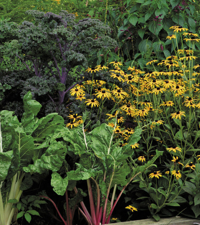 <strong>Which plants aren’t ornamental?</strong> ‘Redbor’ kale and ‘Bright Lights’ chard look right at home with black-eyed Susans