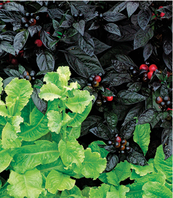 ‘Black Pearl’ pepper with ‘Australian Yellow’ lettuce