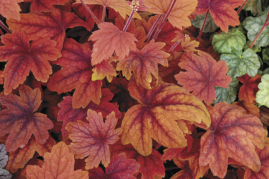 ‘Sweet Tea’ heucherella