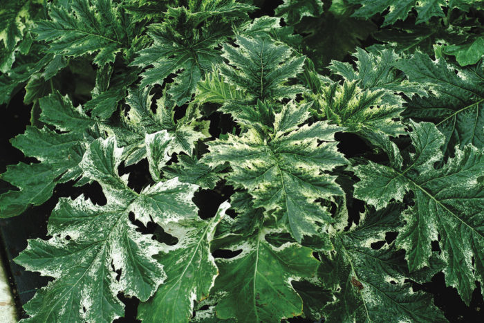 ‘Tasmanian Angel’ variegated bear’s breeches