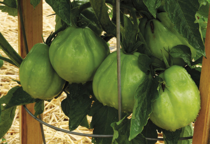 ‘Goldman’s Italian American’ tomato