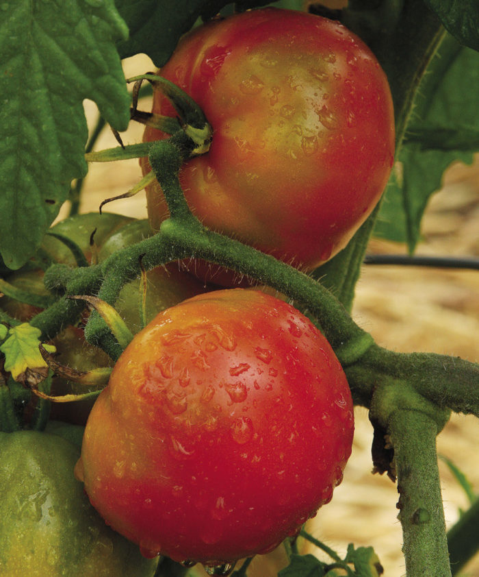 ‘Bison’ is a tough veggie and one of the best tomatoes