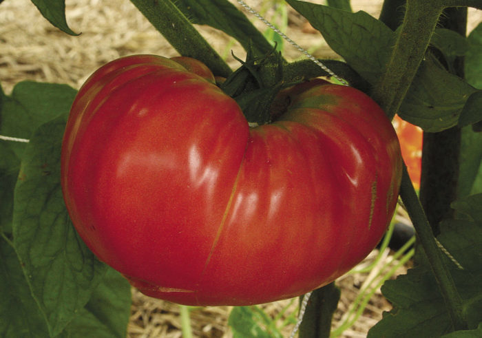 ‘Sudduth’s Brandywine’ tomato