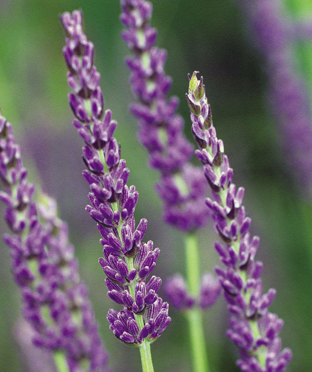 Live Lavender Plant 