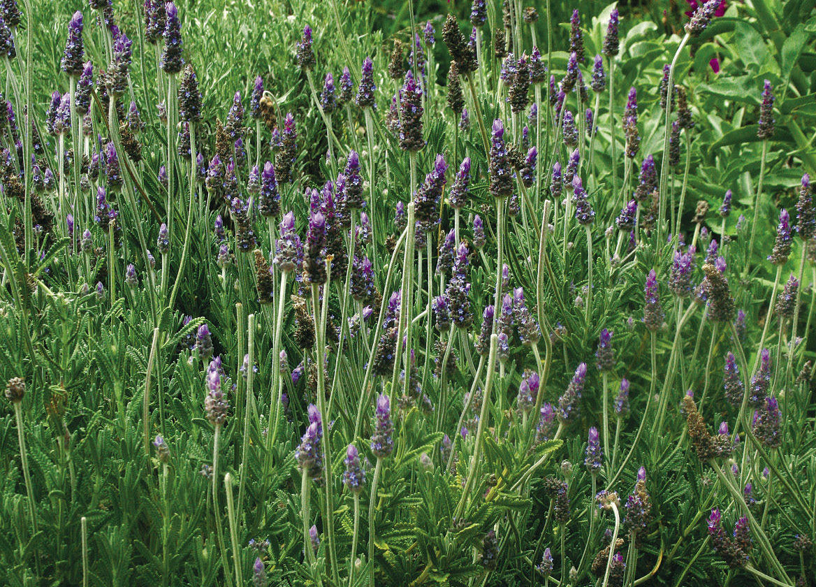 Why You Should Grow Lavender Indoors