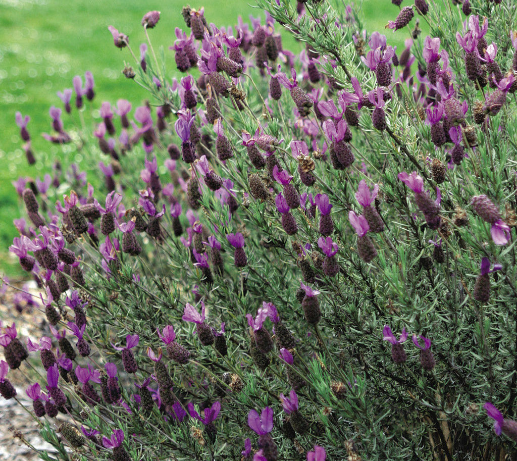 Spanish lavender