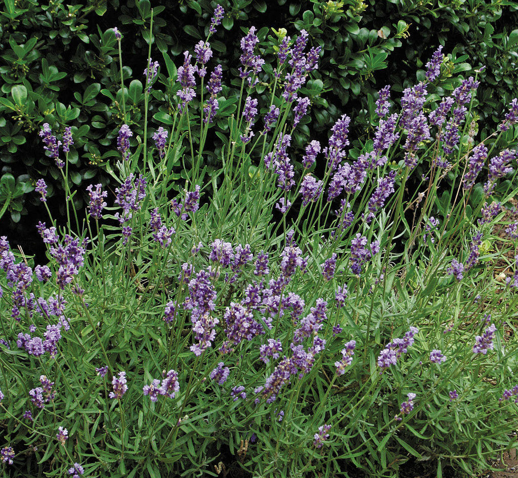 11 Tips For Growing Lavender in Hot, Dry, Desert Climates