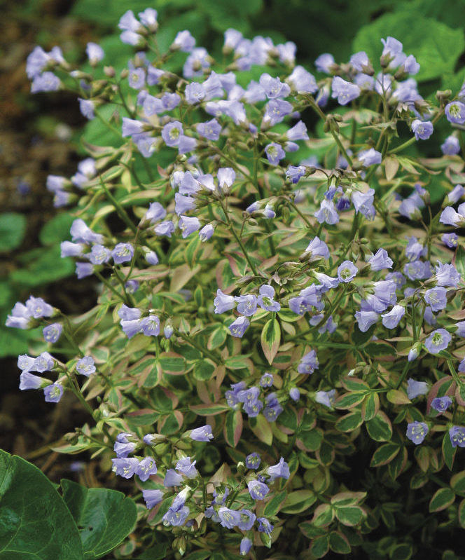 polemonium reptans stairway to heaven