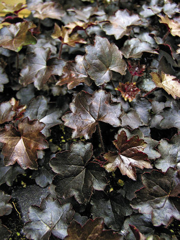 ‘Blackout’ Heuchera