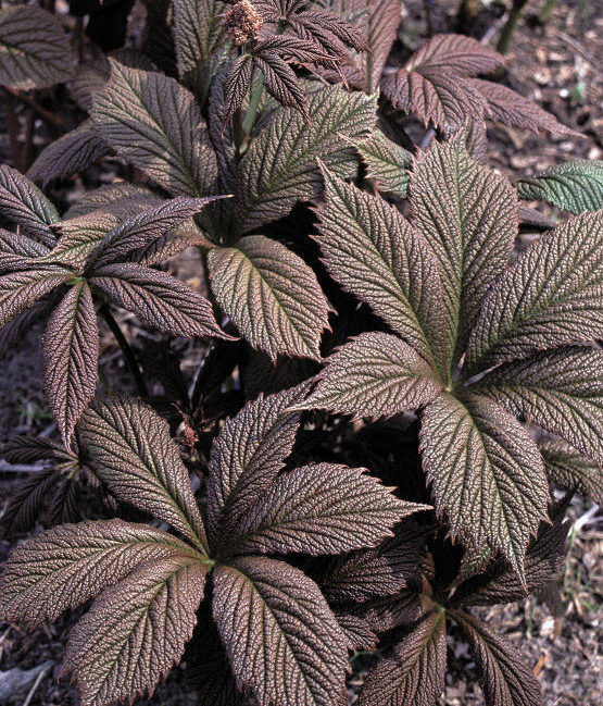 ‘Chocolate Wings’ Rodgersia