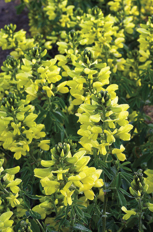 ‘Sophia’ False Lupine