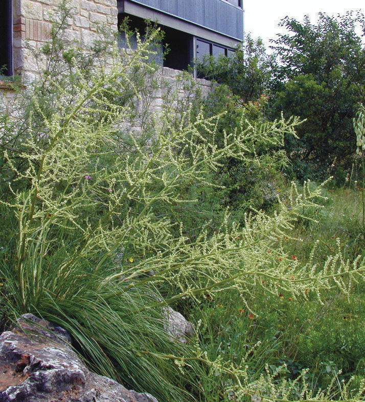 Dwarf Beargrass