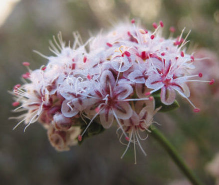 Southwest Flattop Buckwheat