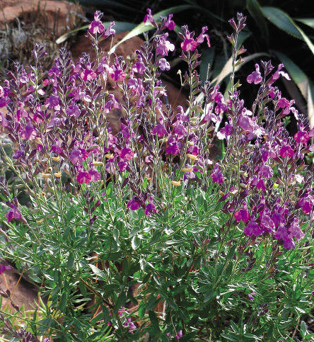 ‘Ultra Violet’ Salvia