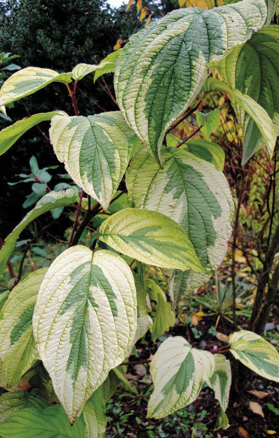 ‘Hedgerows Gold’ Variegated Redtwig Dogwood