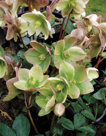 Ivory Prince Hellebore