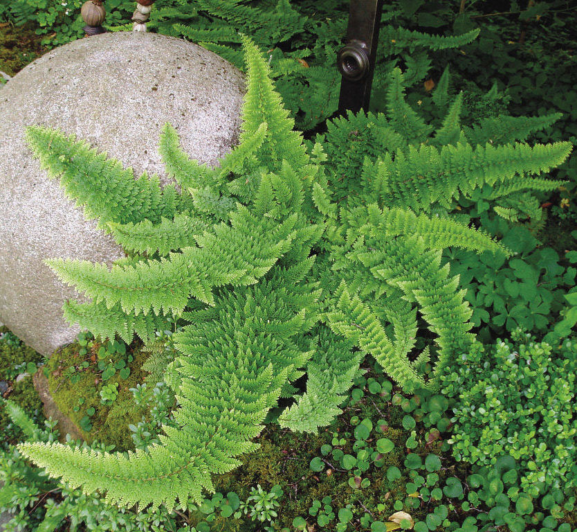 Plumose Soft Shield Fern