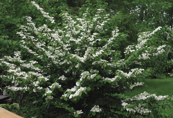 Doublefile viburnum