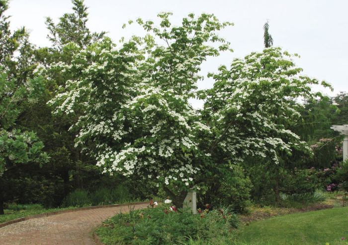 Kousa dogwood