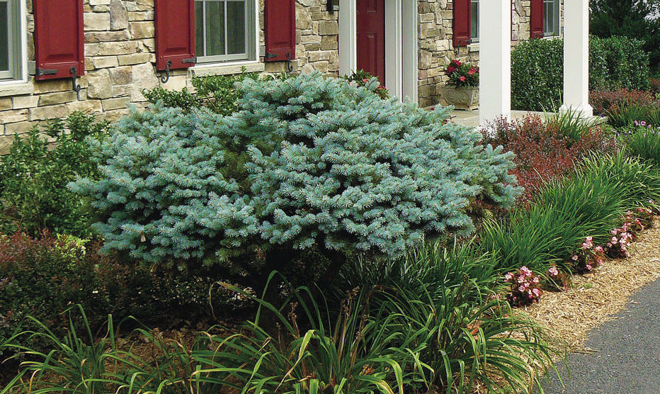 Image of Row of blue spruce shrubs in garden