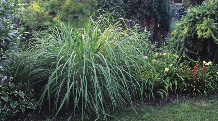 Ravenna grass