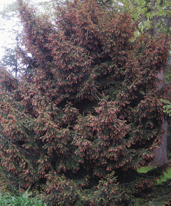 ‘Gowdy’ Oriental spruce