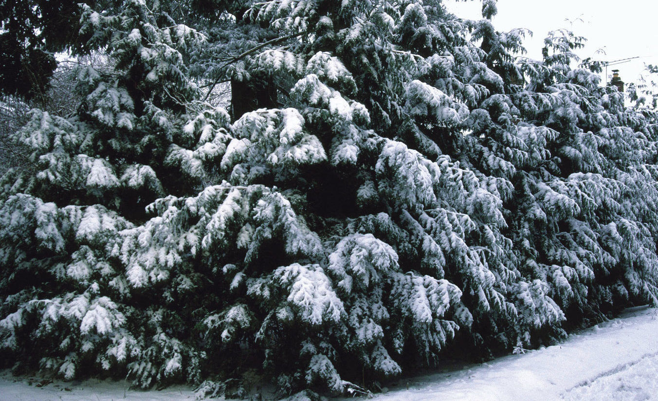 Western red cedar