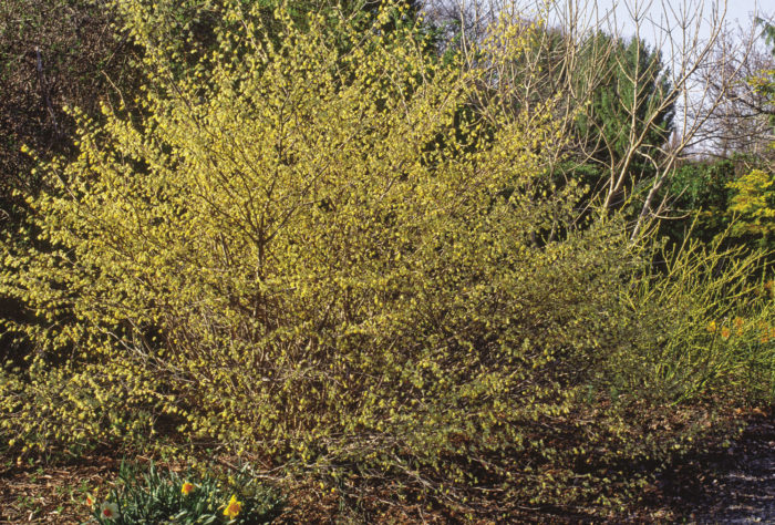 Buttercup winter hazel