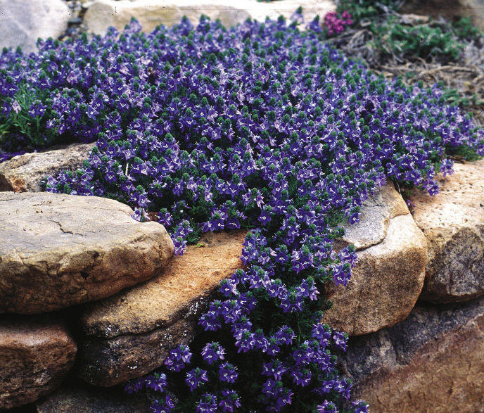 Regional Picks: Tough Roadside Plants - Mountain West - FineGardening