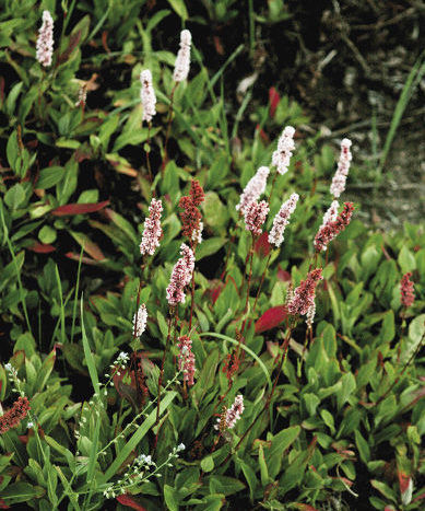 Himalayan Knotweed