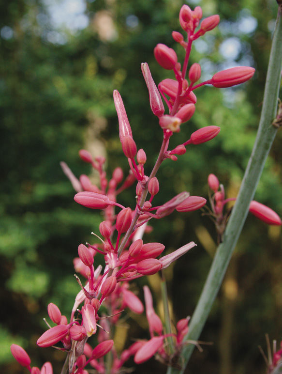 Red Yucca