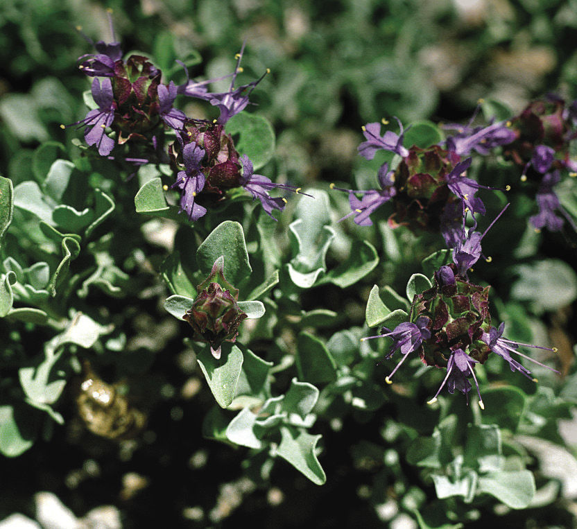 Desert Sage