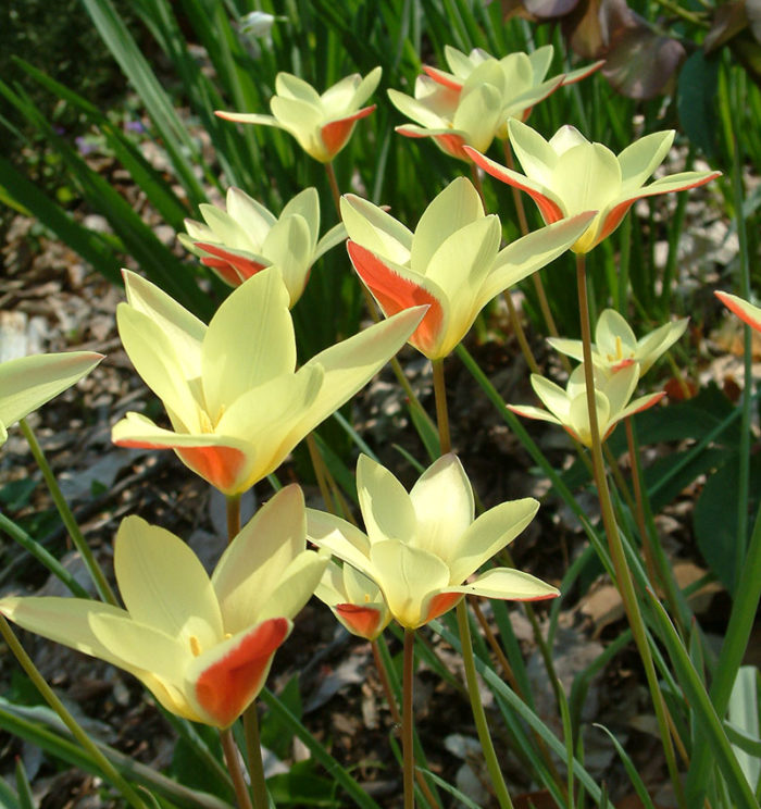 ‘Cynthia’ lady tulip