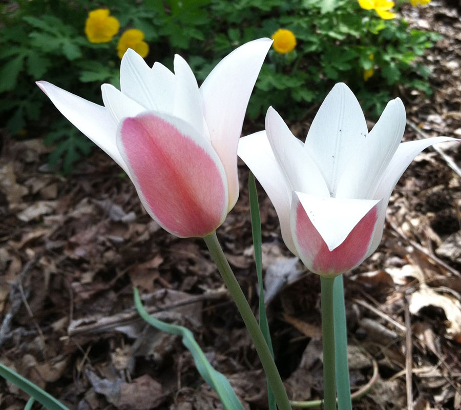 ‘Lady Jane’ tulips