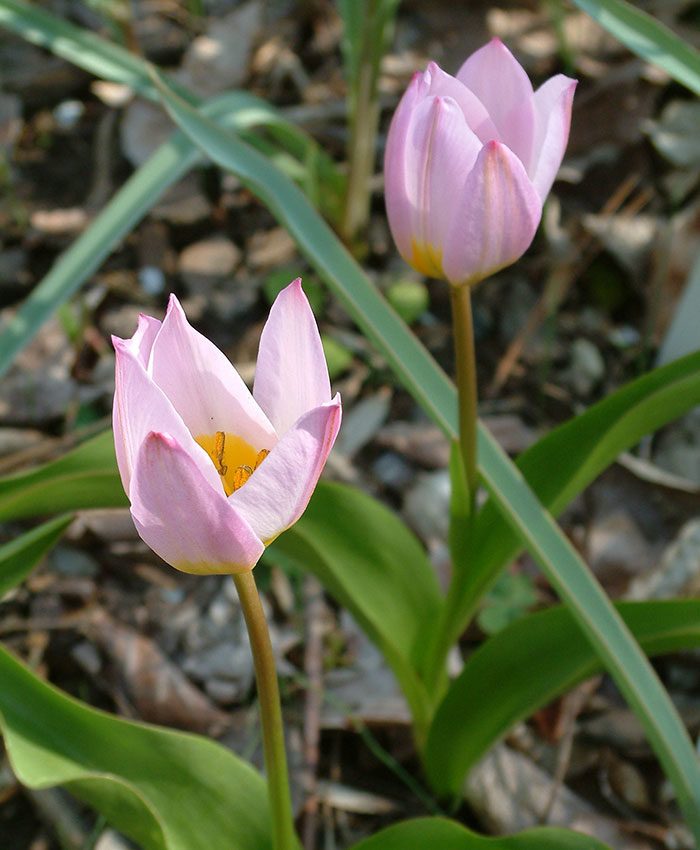 ‘Lilac wonder’ tulips