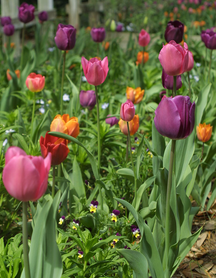 hybrid tulips