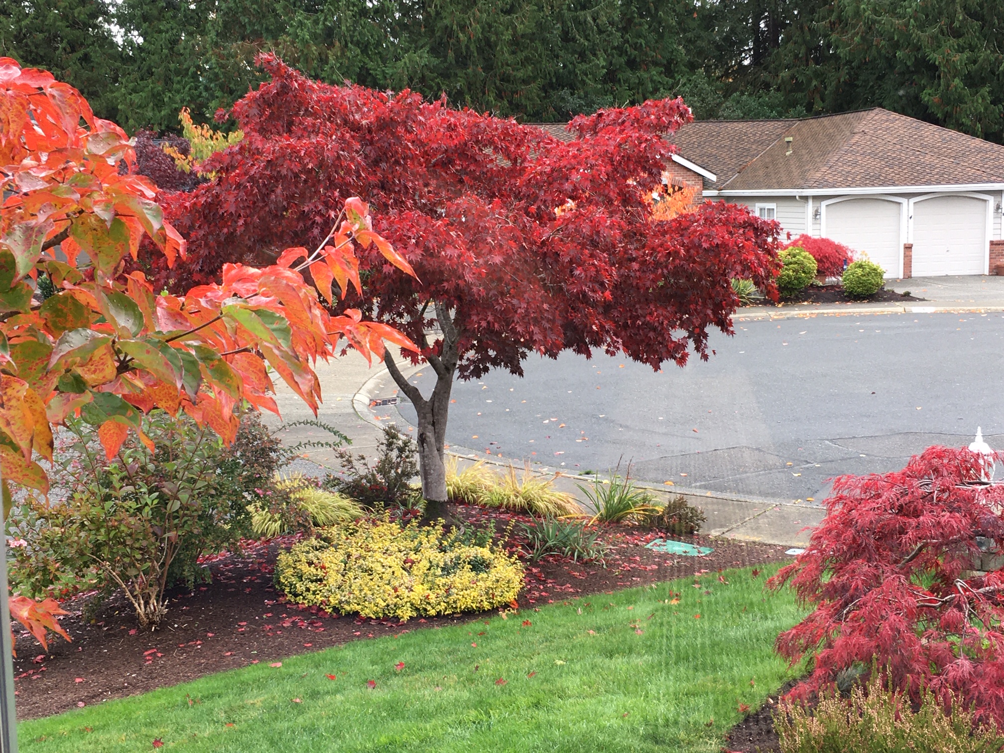 Japanese maple