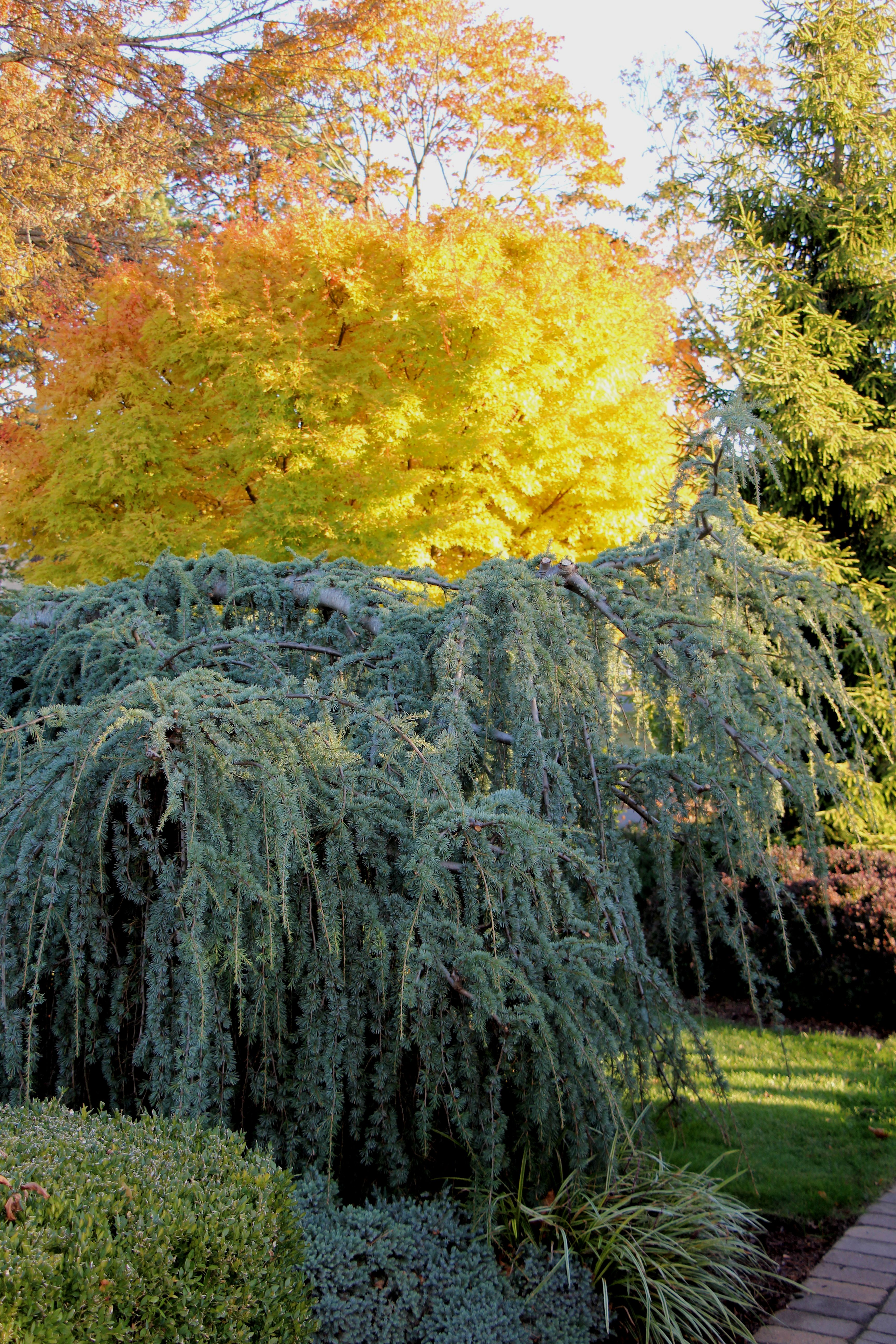 Weeping blue atlas cedar